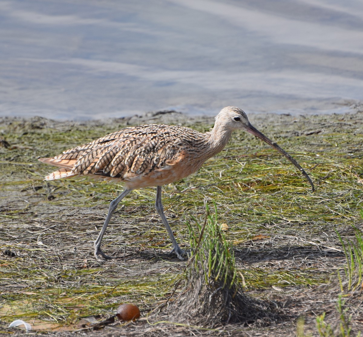 Long-billed Curlew - ML32319041