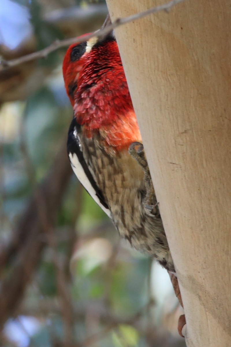 Red-breasted Sapsucker (ruber) - Pete Dunten