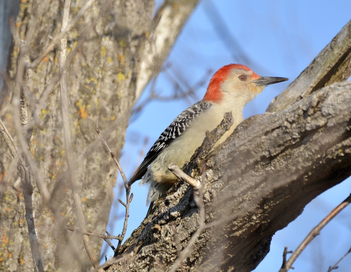 Red-bellied Woodpecker - ML323197661