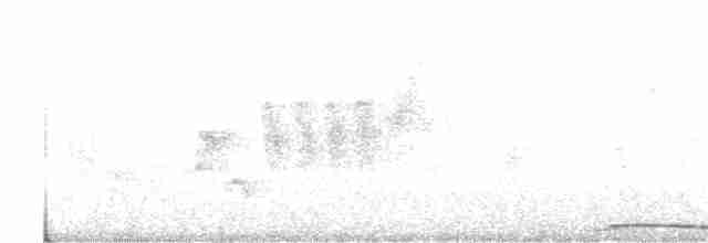 holub neotropický - ML323199211