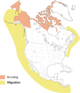 Figure 1. Breeding distribution of the Long-tailed Jaeger in North America. - Range Map