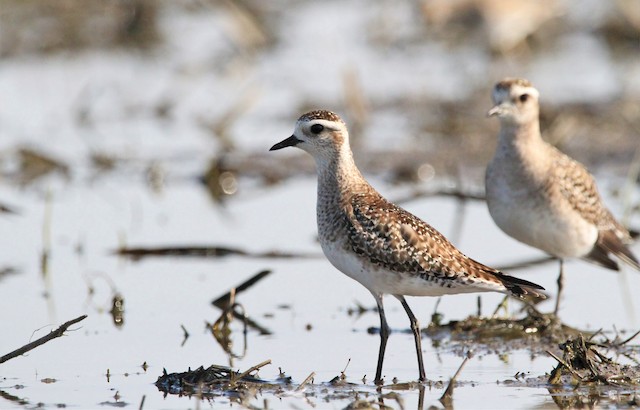 Formative (front) and Definitive Basic (rear) American Golden-Plovers. - American Golden-Plover - 