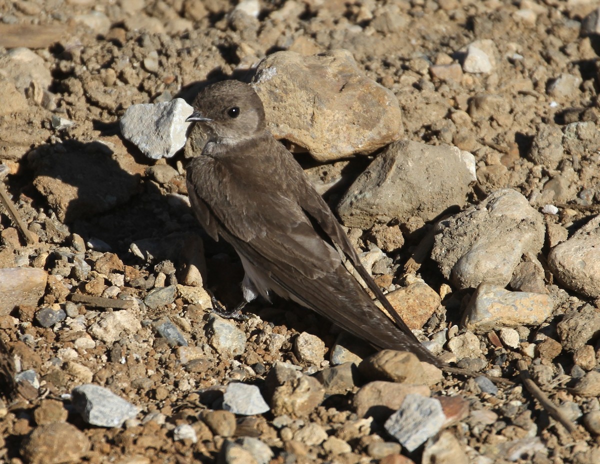 Northern Rough-winged Swallow - Don Coons