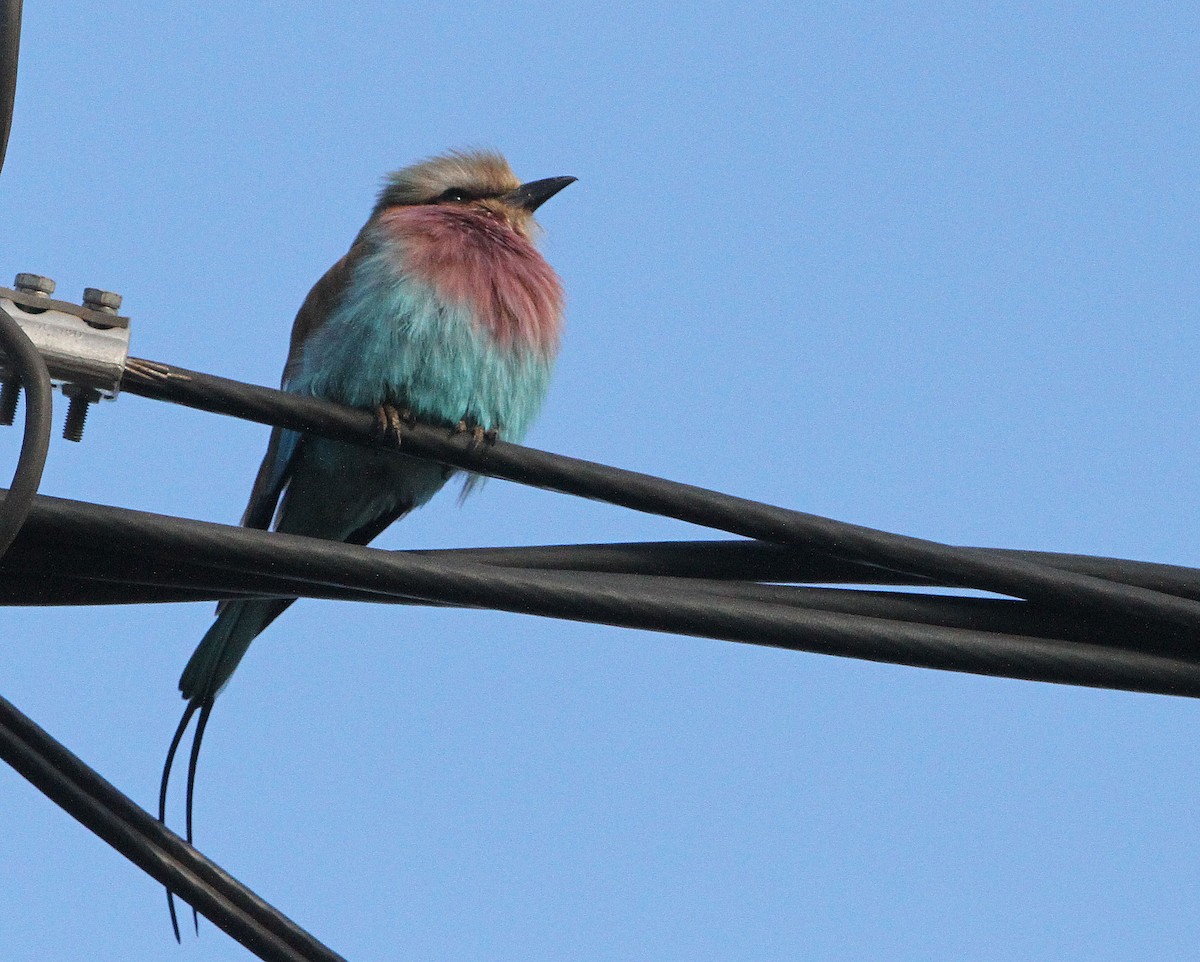 Lilac-breasted Roller - ML323209371