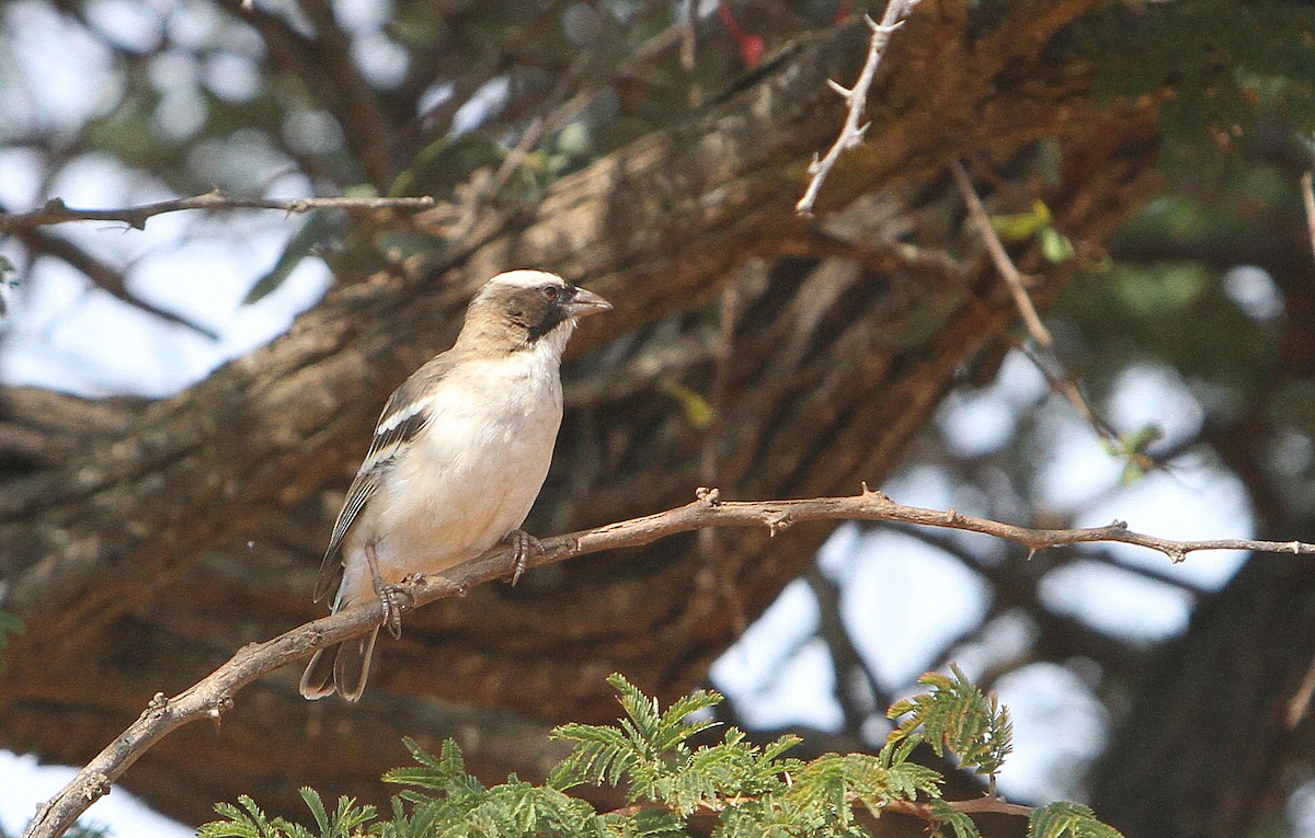 White-browed Sparrow-Weaver - ML323209431