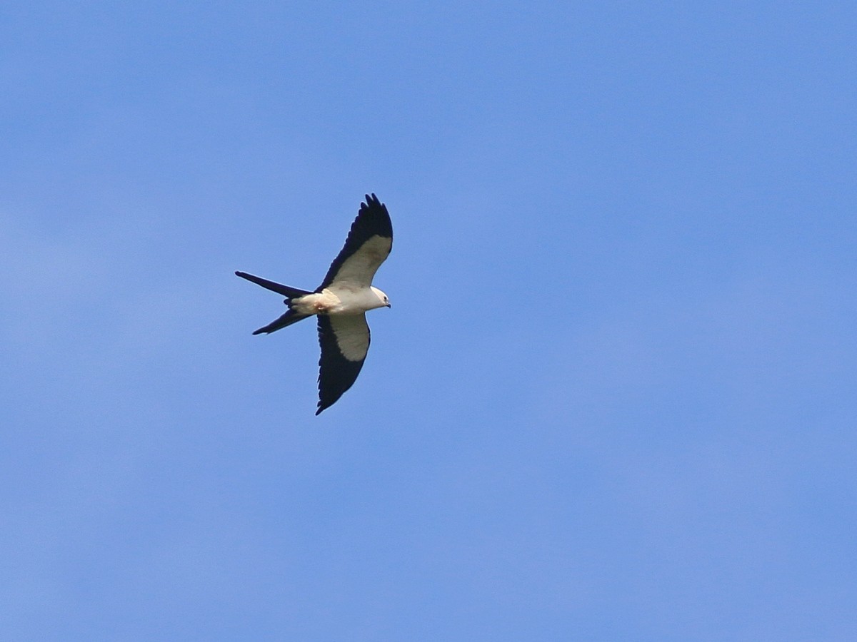 Swallow-tailed Kite - Attila Steiner