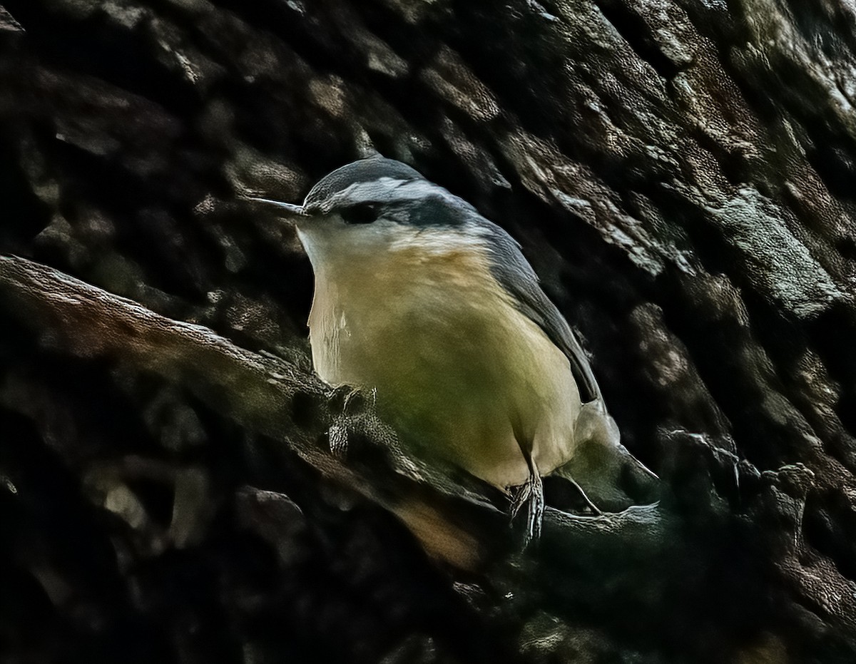 Red-breasted Nuthatch - ML323215831