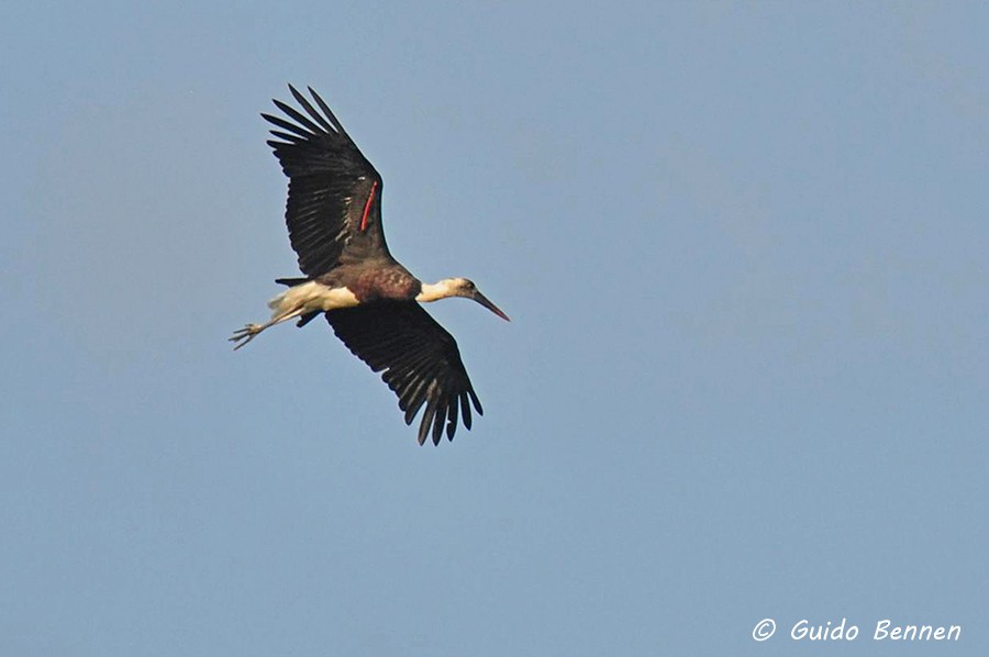 African Woolly-necked Stork - Guido Bennen