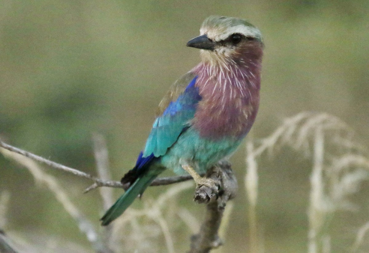 Lilac-breasted Roller - ML323220061