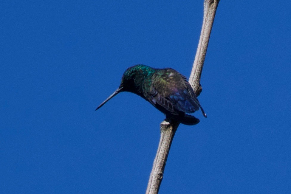 Blue-tailed Hummingbird - ML323225251