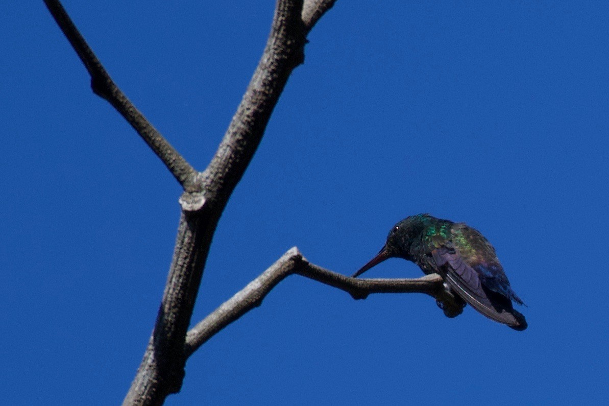 Blue-tailed Hummingbird - ML323225281