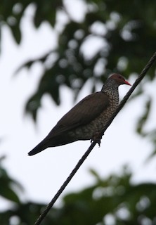 Scaled Pigeon, ML323225531