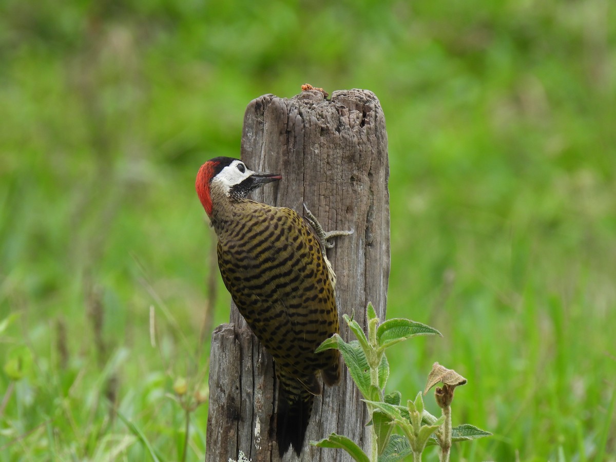 Spot-breasted Woodpecker - Eyiver Oyola Oviedo