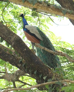 Indian Peafowl, ML323227631