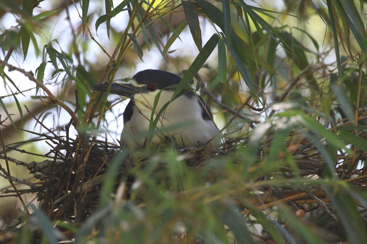 Black-crowned Night Heron - ML323229501