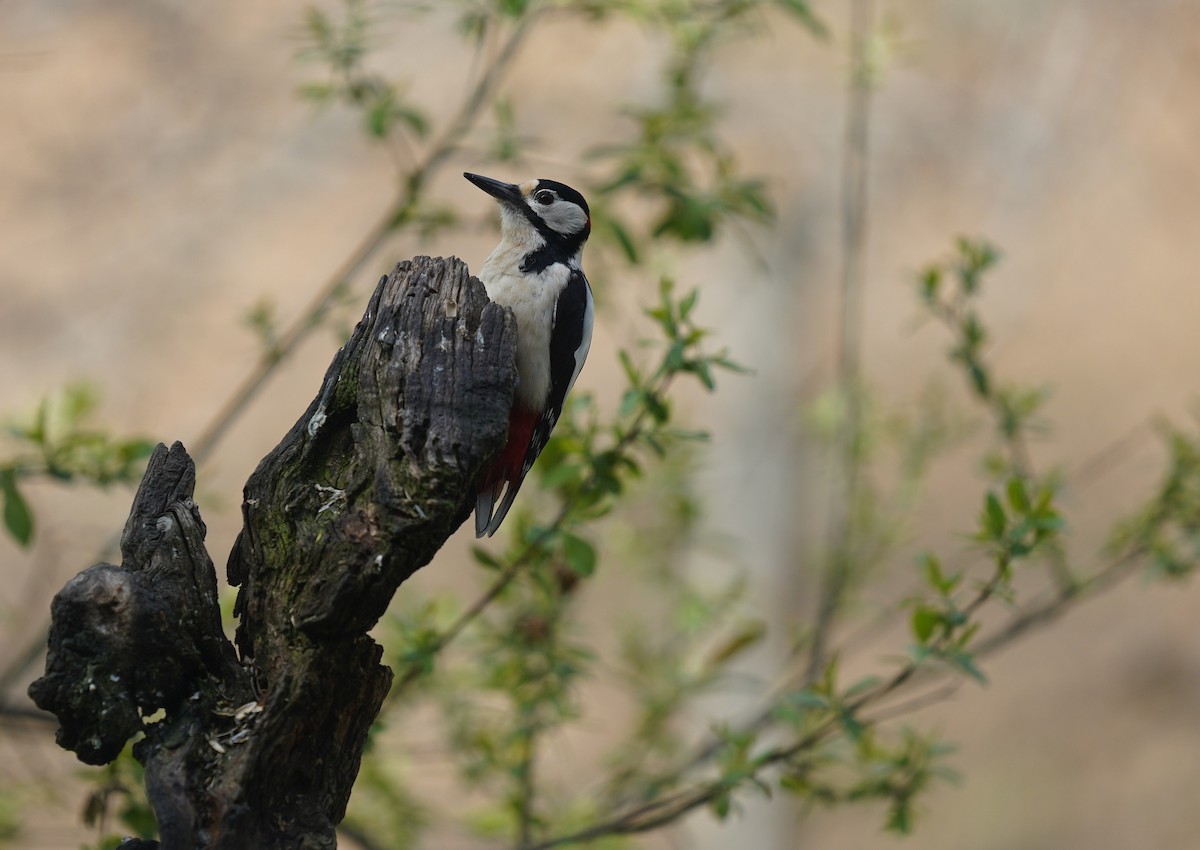 Great Spotted Woodpecker - ML323234981