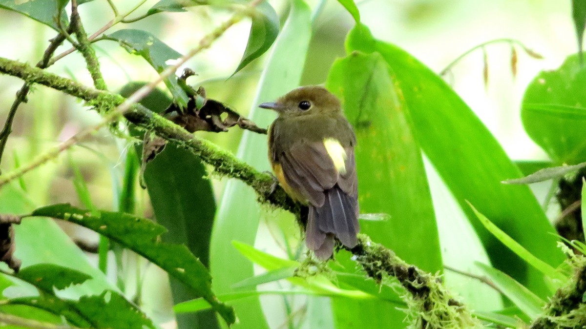 Tawny-breasted Flycatcher - David and Regan Goodyear