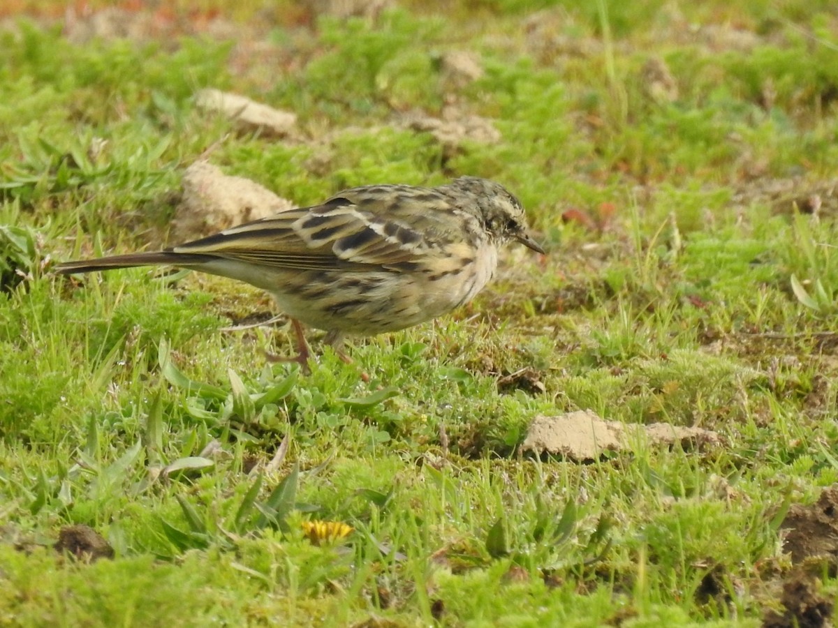 Rosy Pipit - ML323242561