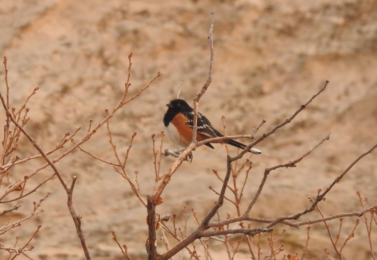 Spotted Towhee - ML323245301