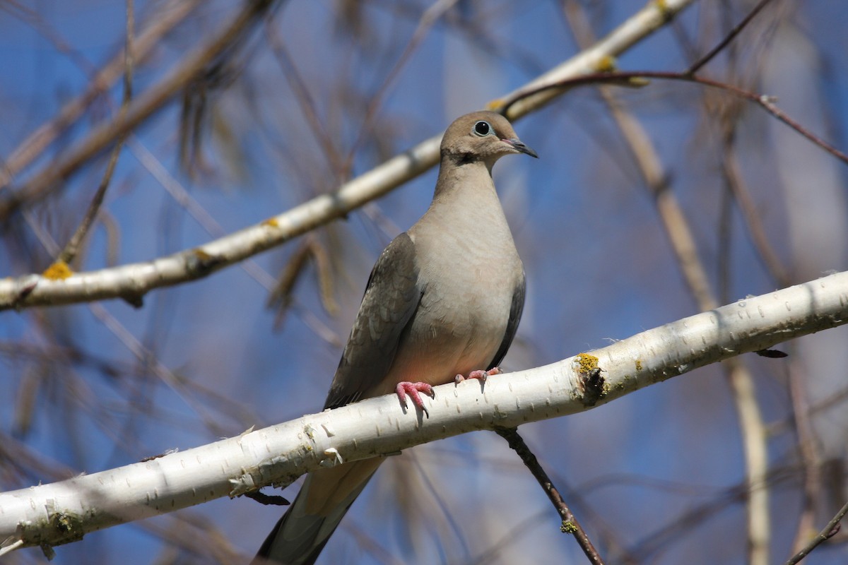 Mourning Dove - Terry Martin