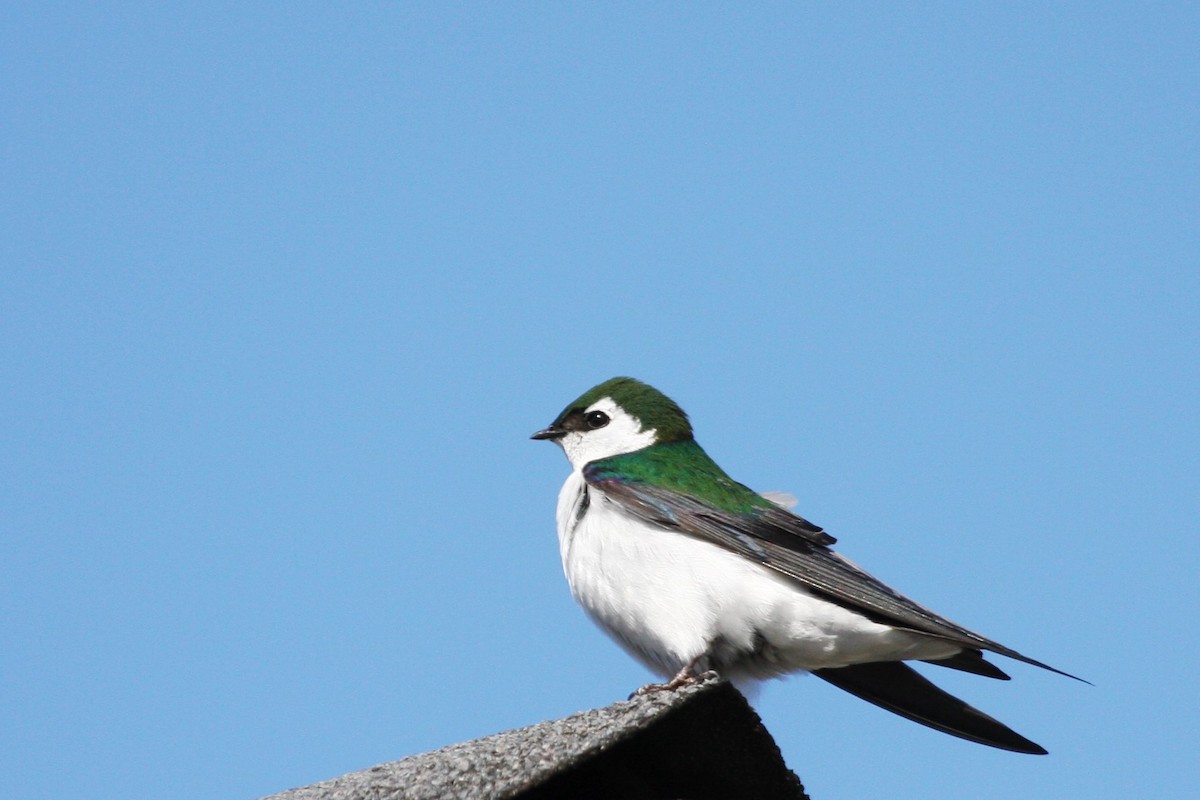 Violet-green Swallow - Terry Martin