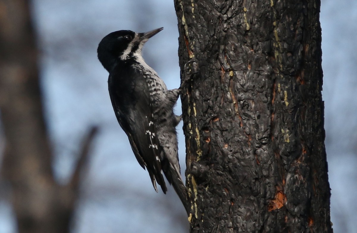 Black-backed Woodpecker - ML323252221