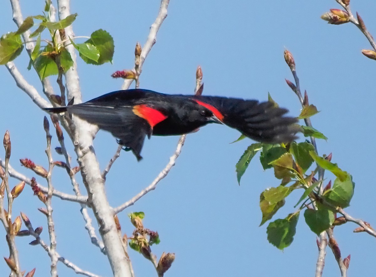 Red-winged Blackbird - ML323258651