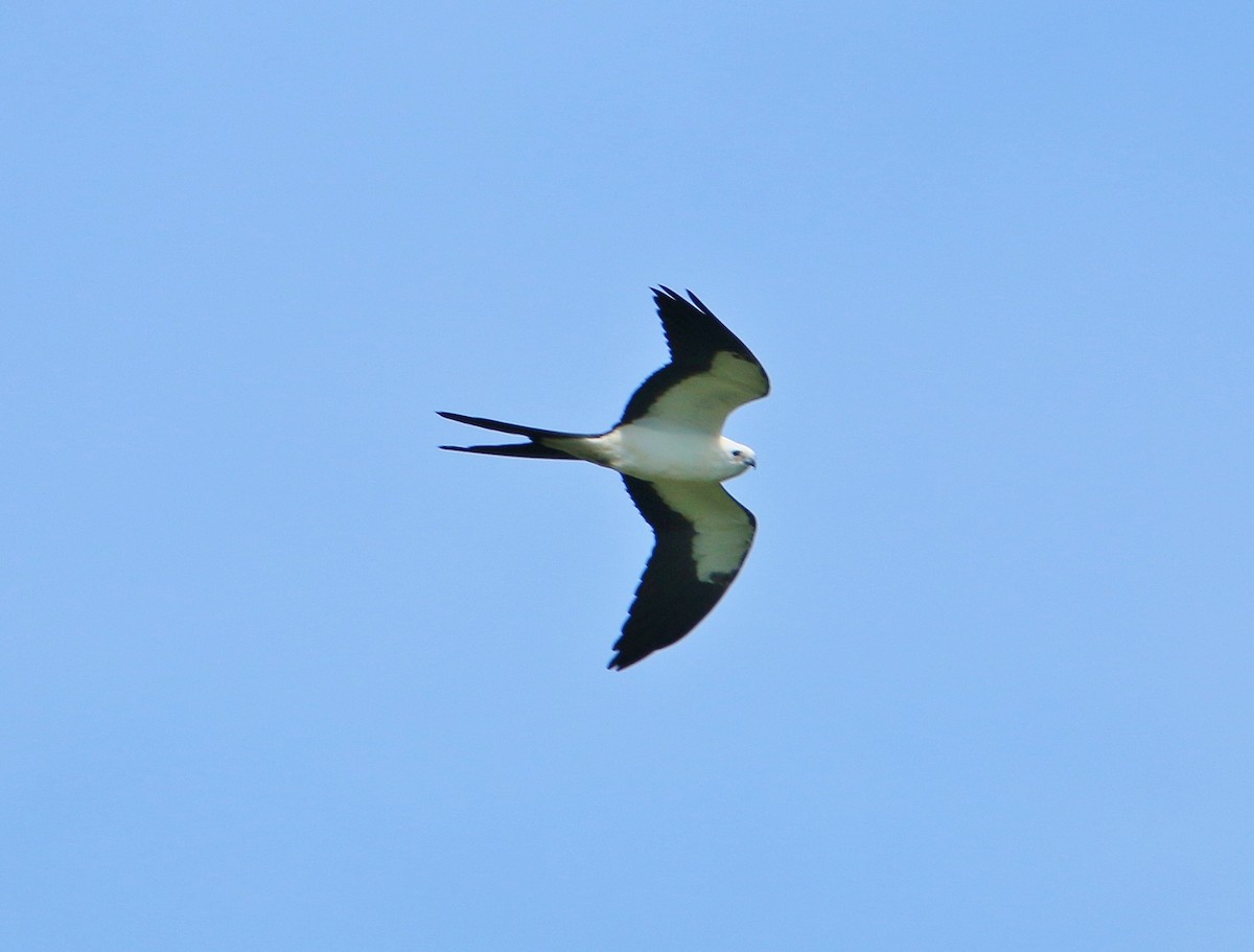 Swallow-tailed Kite - Daniel Emlin