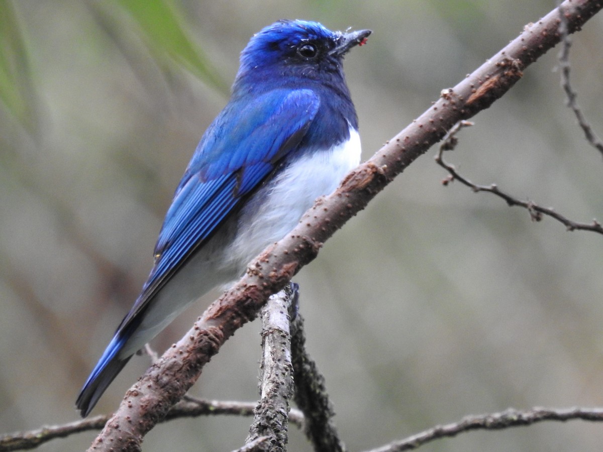 Blue-and-white Flycatcher - Tony Crilley