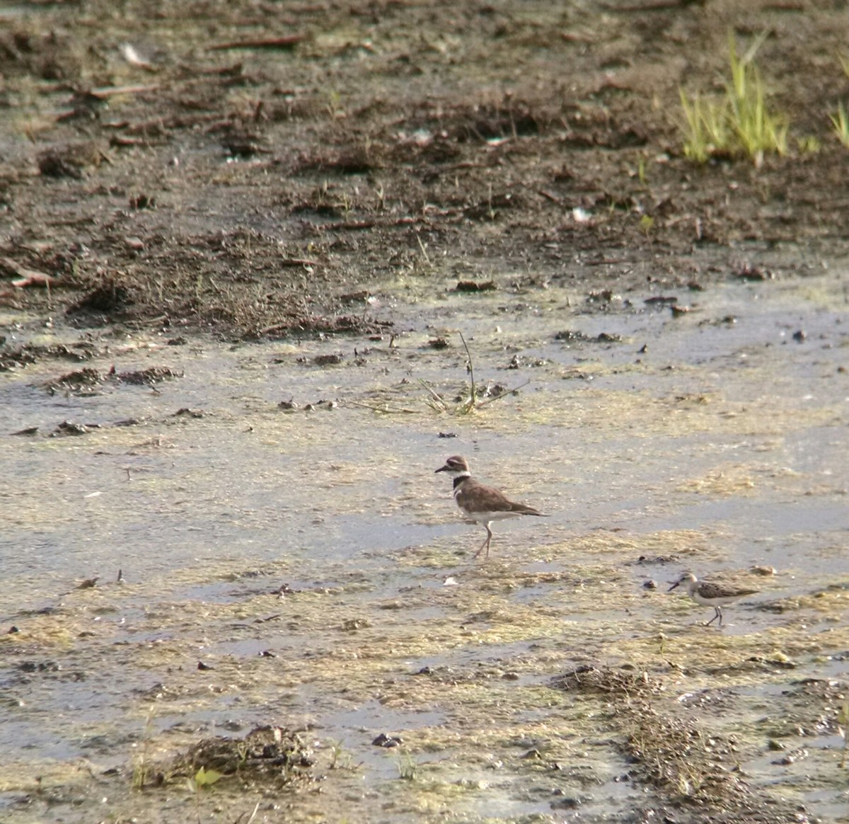 ML32326561 Killdeer Macaulay Library