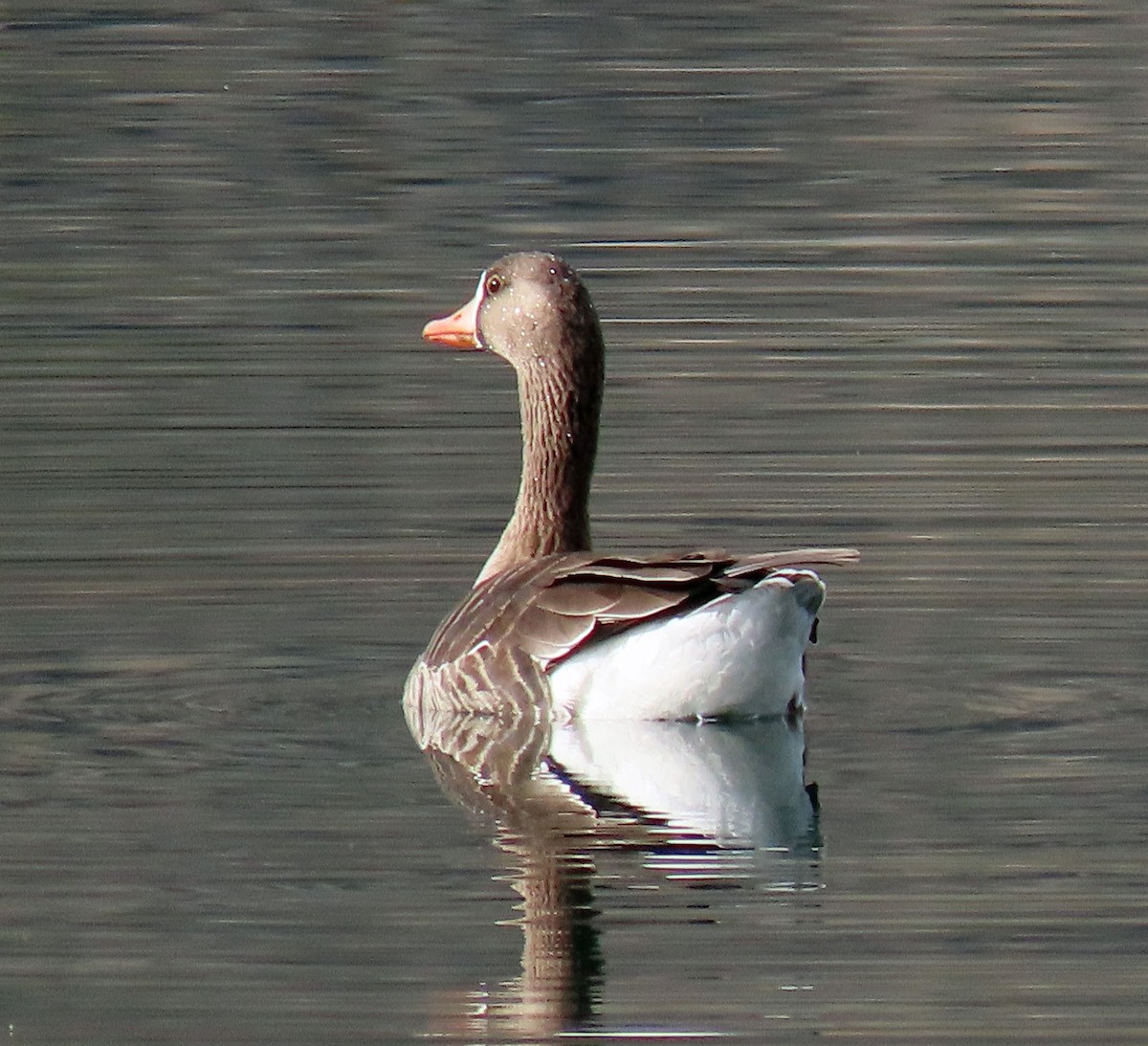 Greater White-fronted Goose - ML323266751