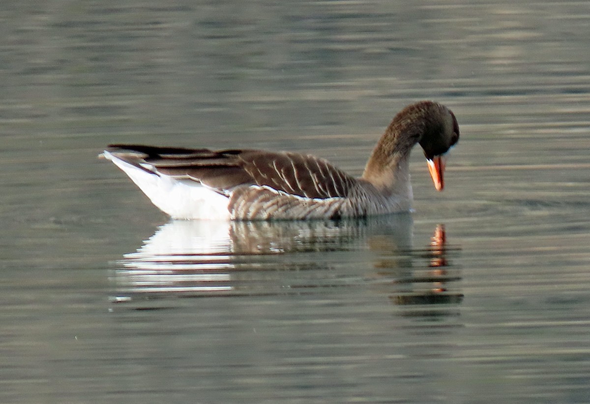 Greater White-fronted Goose - ML323267041