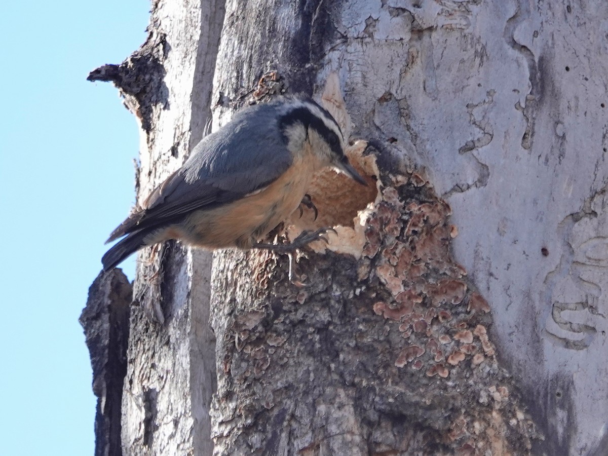 Red-breasted Nuthatch - ML323267671