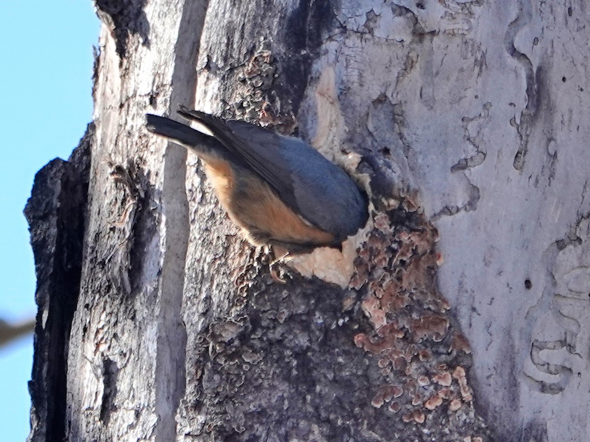 Red-breasted Nuthatch - ML323267781