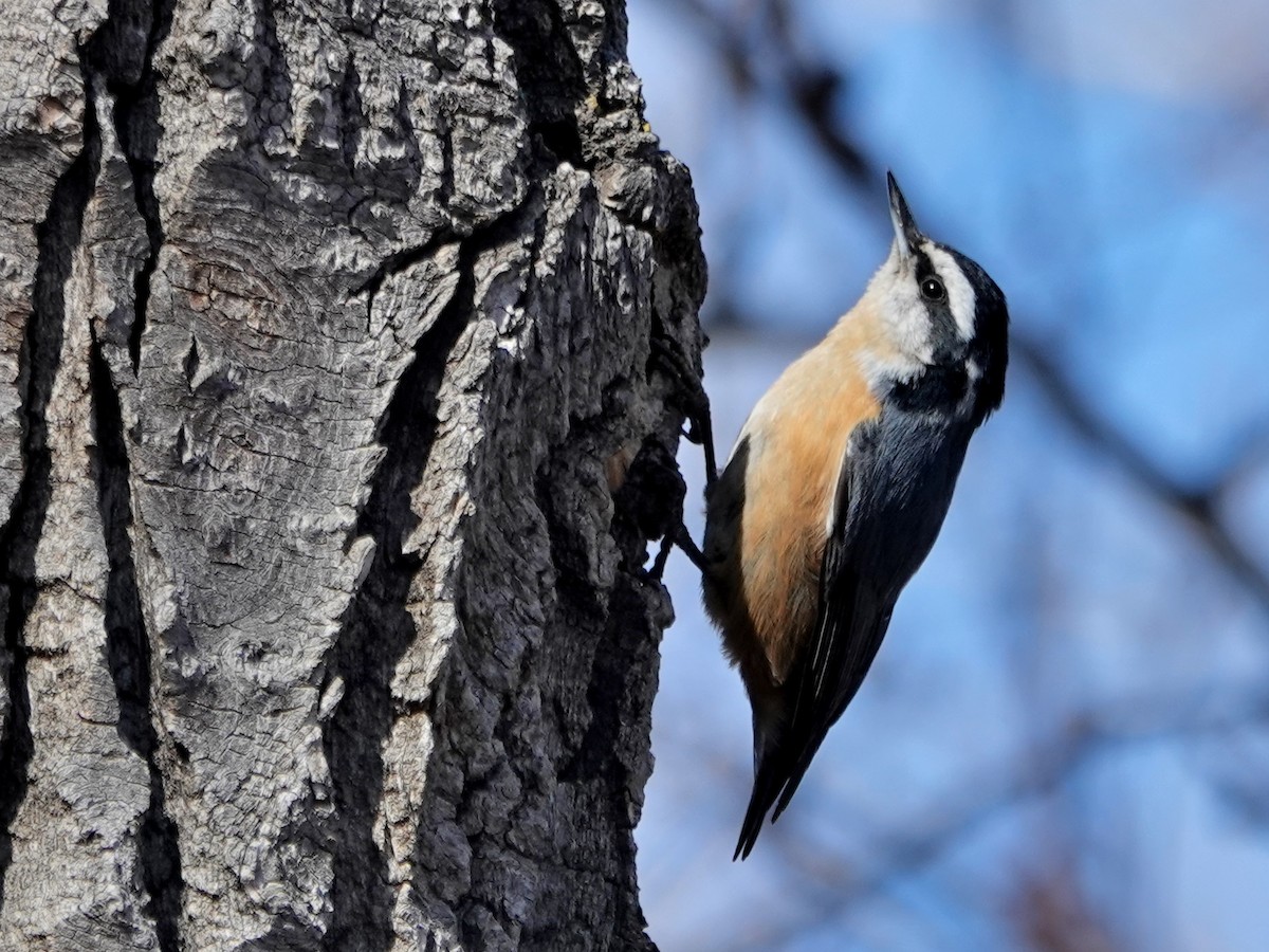 Red-breasted Nuthatch - ML323267851