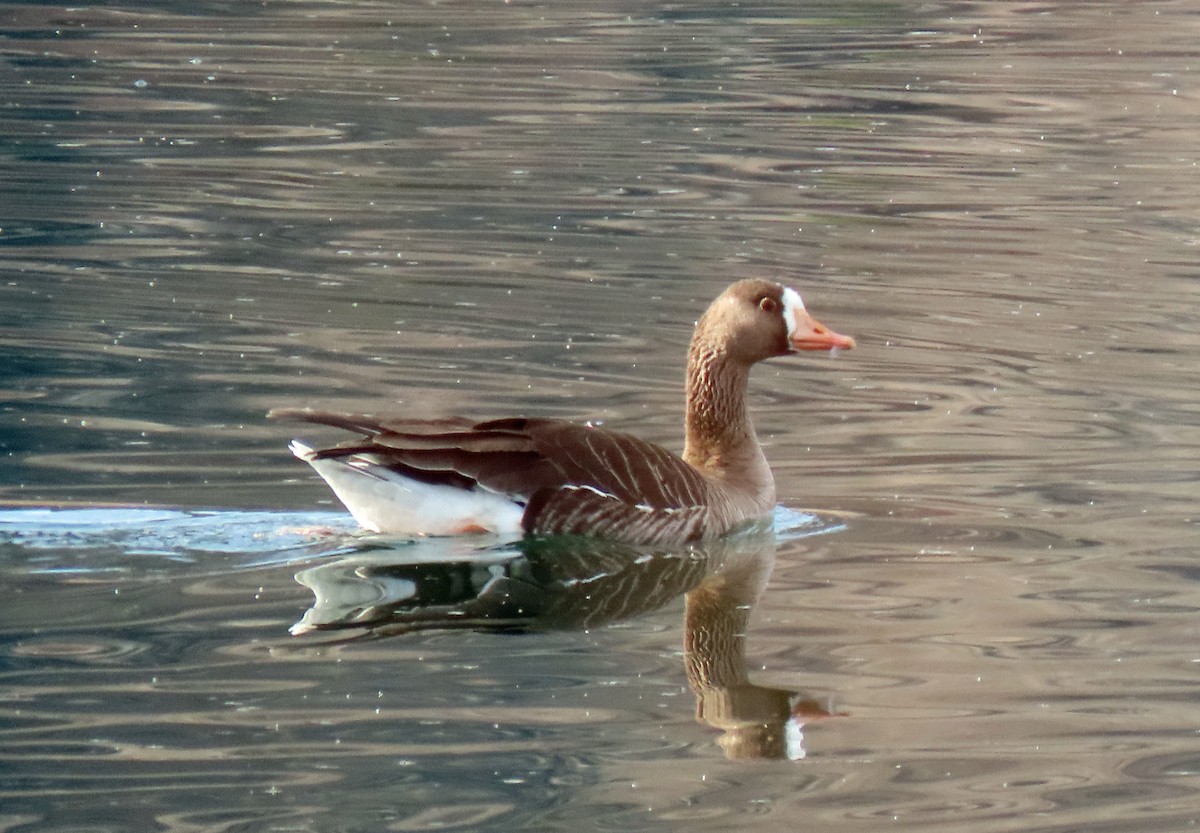 Greater White-fronted Goose - ML323268221