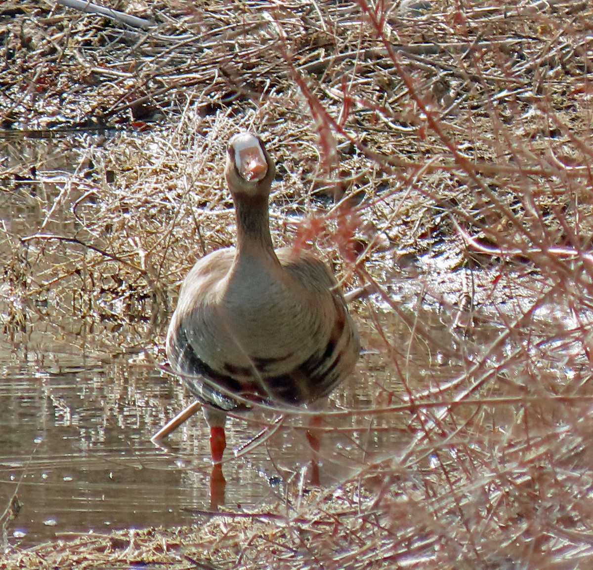Greater White-fronted Goose - ML323269021