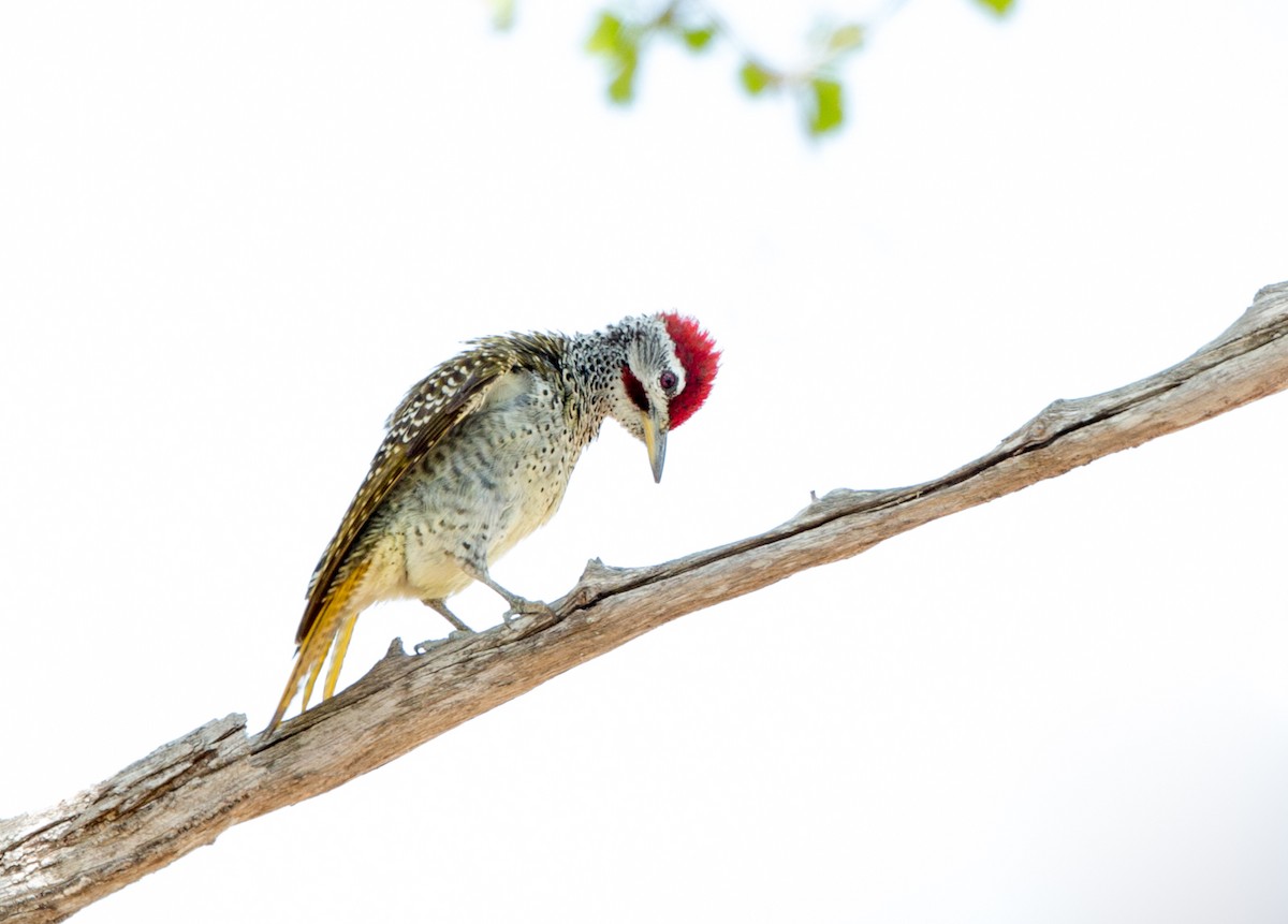 Reichenow's Woodpecker - Rhys Marsh