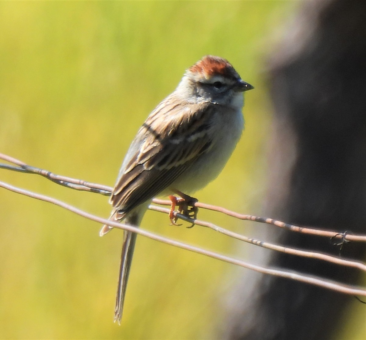 Chipping Sparrow - ML323283071