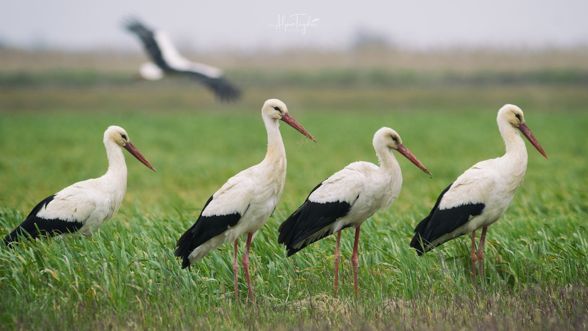 White Stork - Alper Tüydeş