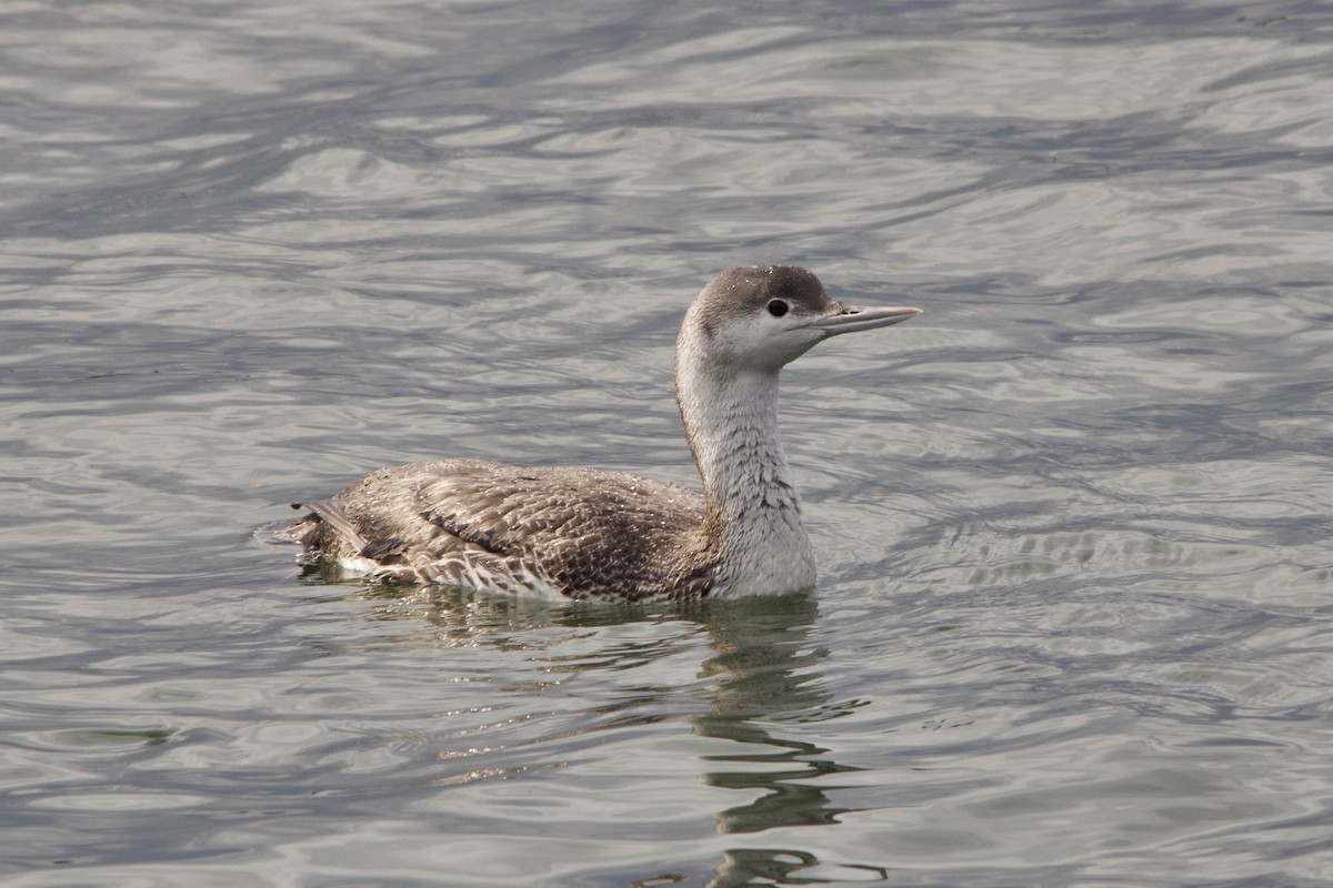 Red-throated Loon - ML323285171