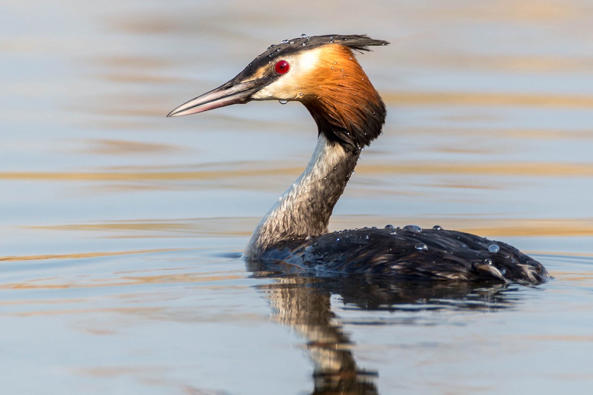 Great Crested Grebe - ML323285891