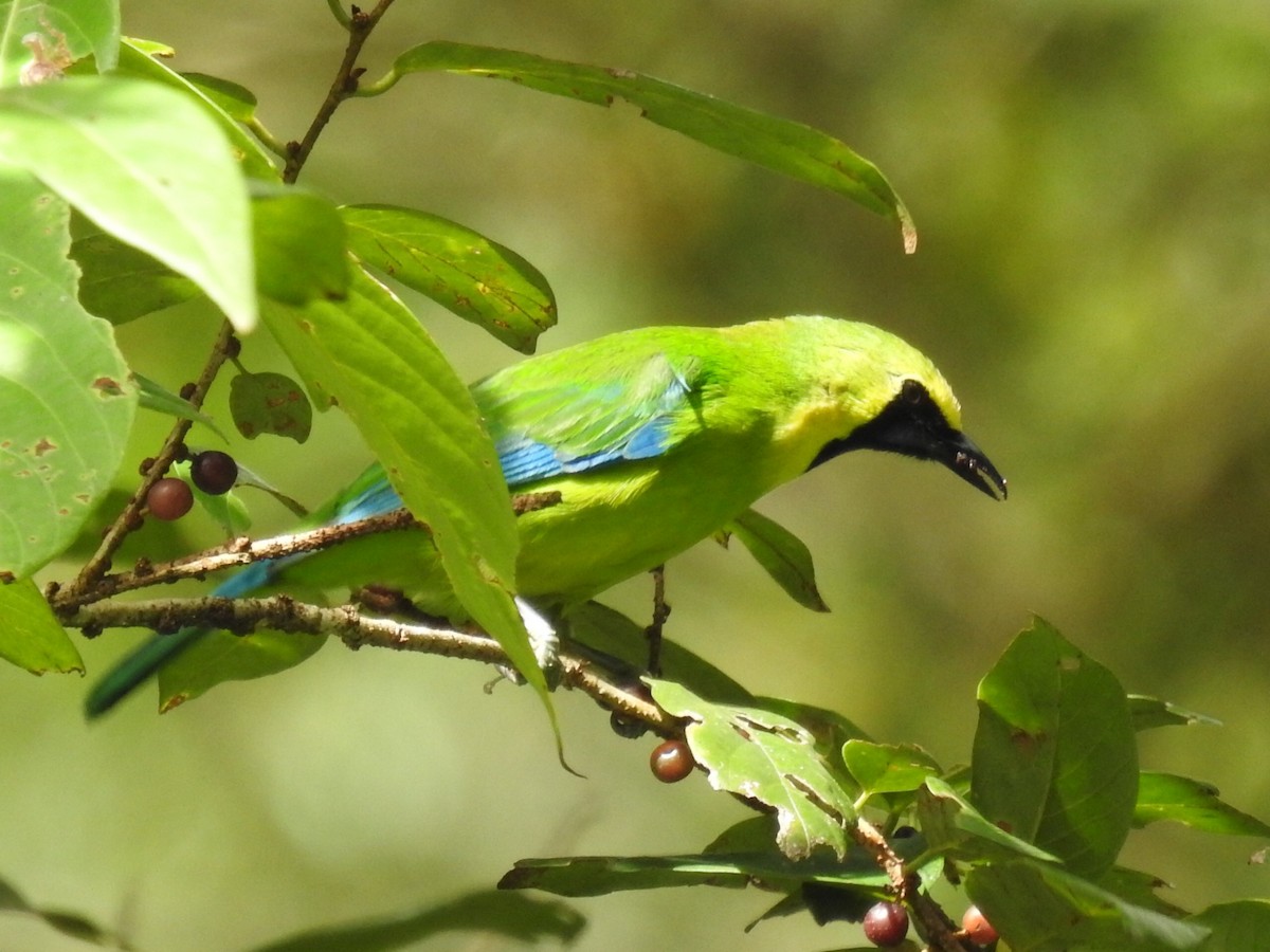 Bornean Leafbird - ML323288501