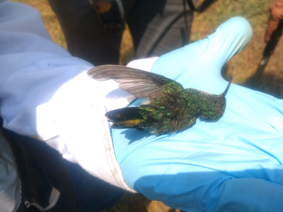 kolibřík safírovobřichý - ML323302601