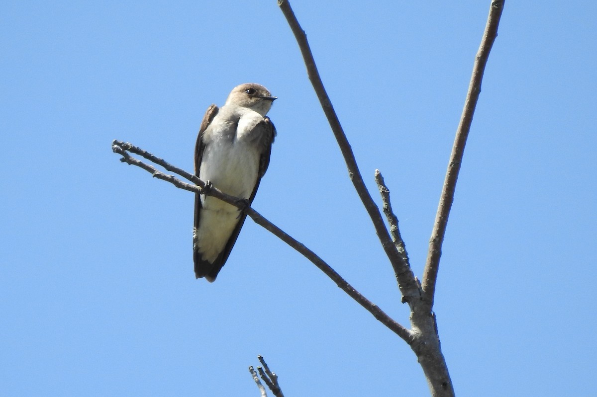 Northern Rough-winged Swallow - David  Clark