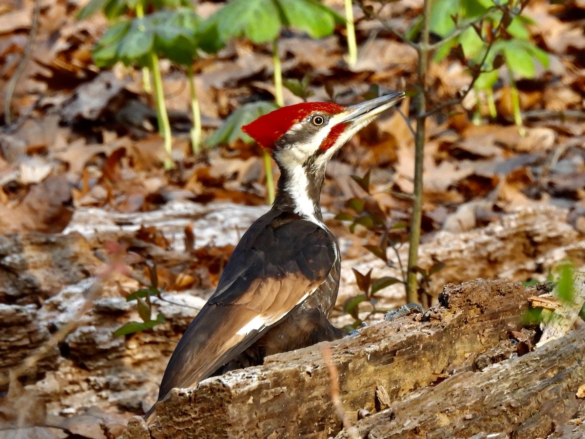 Pileated Woodpecker - ML323323381
