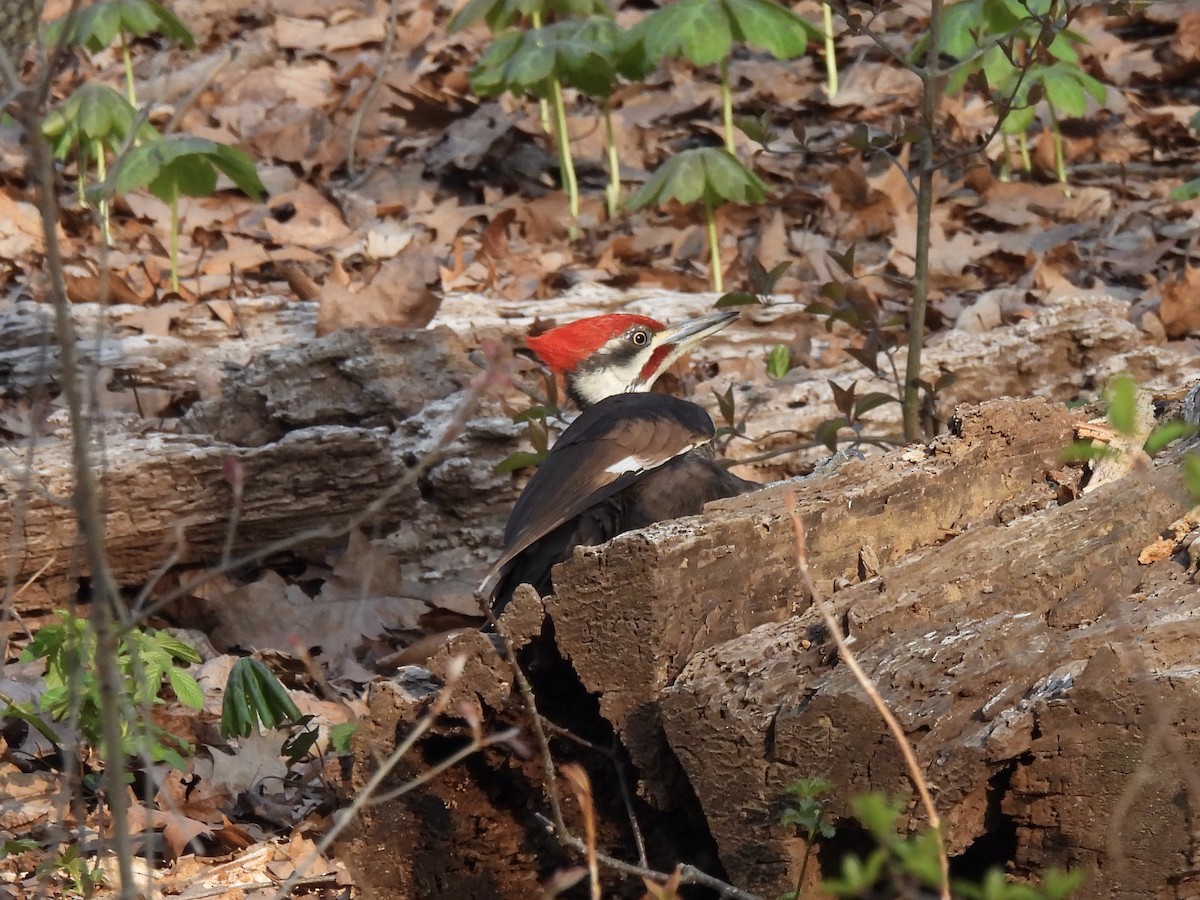 Pileated Woodpecker - ML323323421