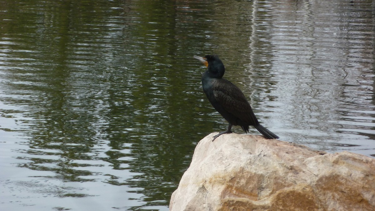 Double-crested Cormorant - Mary Burger
