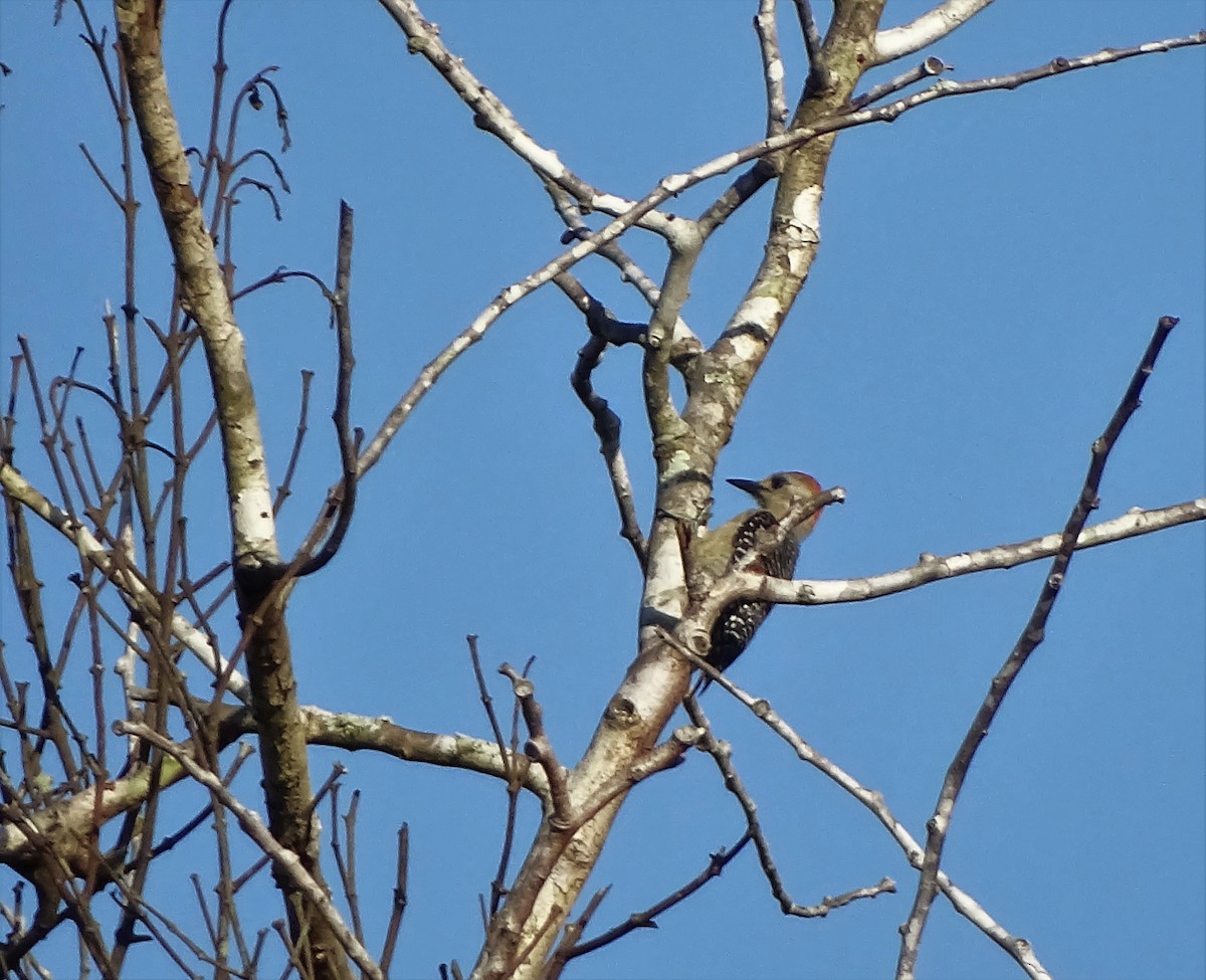 Yucatan Woodpecker - ML32332851