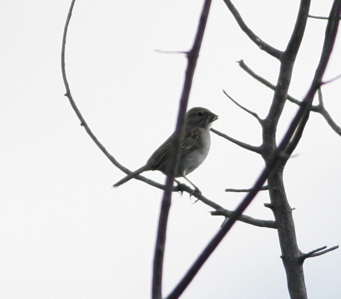 Rufous-winged Sparrow - Wyatt Egelhoff